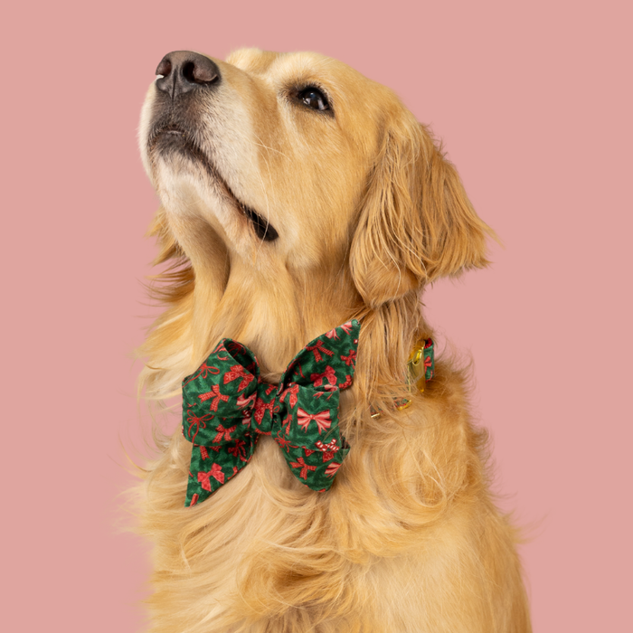 Majestic Retriever dressed in a Christmas-themed green belle bow dog collar set with bows and greenery, perfect for seasonal flair.