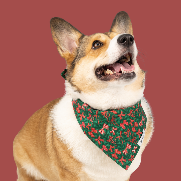 Smiling Corgi wearing a green holiday bandana with red ribbon bows and balsam print.