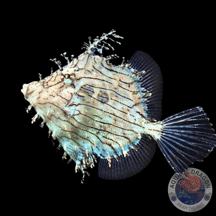 Chaetodermis penicilligerus „Schmuck-Feilenfisch“