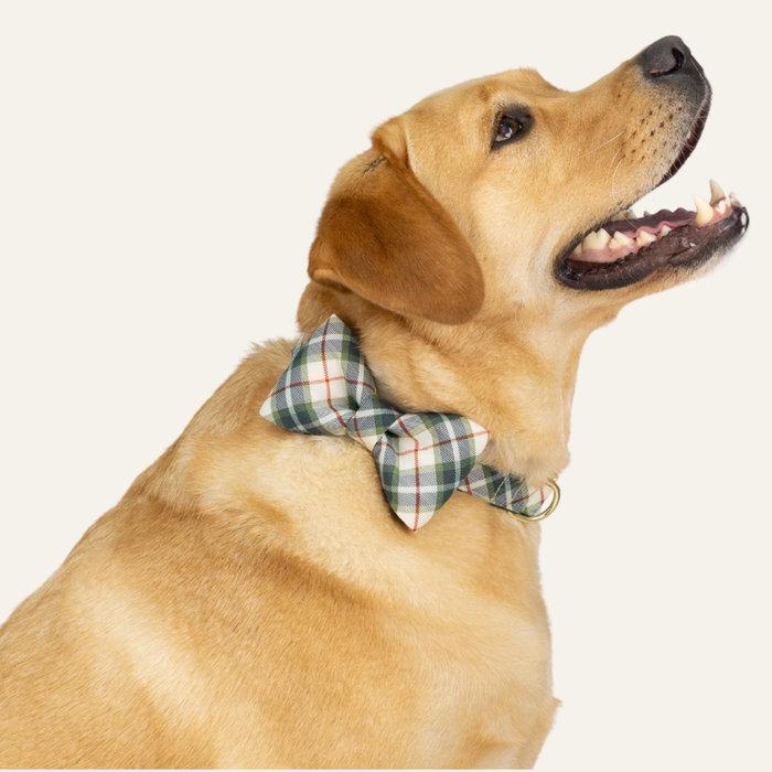 A golden Labrador retriever in side profile, wearing a green and beige plaid bow tie and matching collar, looking upward with its mouth open and tongue slightly visible.