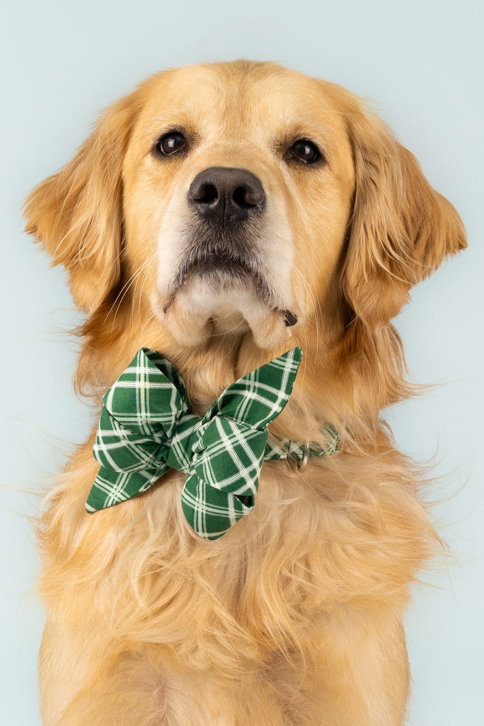A dog models a statement belle bow collar made from green fabric with a light crisscross plaid. The oversized bow is securely fastened at the front and styled with a matching collar.