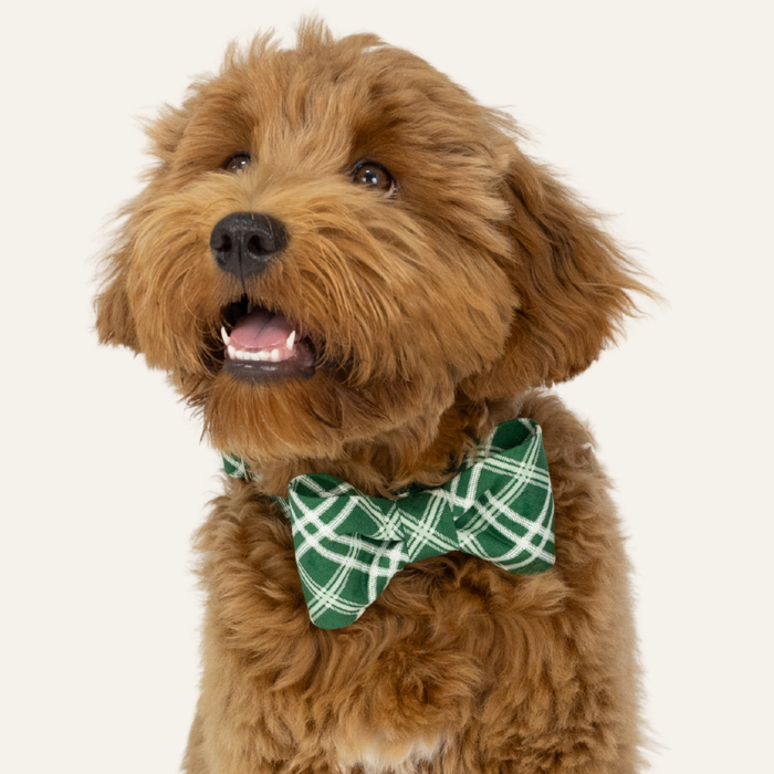 Fluffy dog with a wavy coat wears a green plaid bow tie, looking upward with a joyful expression.