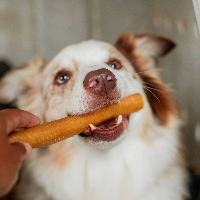 Hog Hide Roll - Bulk Chew - All-Natural Dog Treats