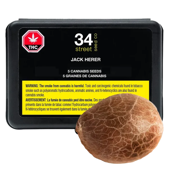 34 Street Seed Co. 5 pack Jack Herer Seeds Cannabis