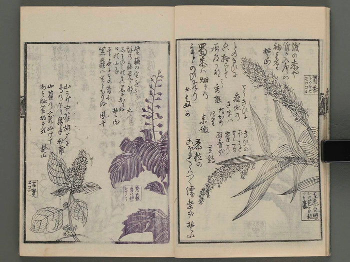 Meika gafu kusanonashu (aki no bu) / BJ243-698