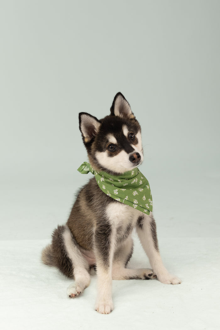 A small puppy with upright ears sits on a pale backdrop, wearing a green cotton bandana tied around its neck. The bandana features a delicate floral and vine pattern, adding a touch of charm to the dog’s curious head tilt.