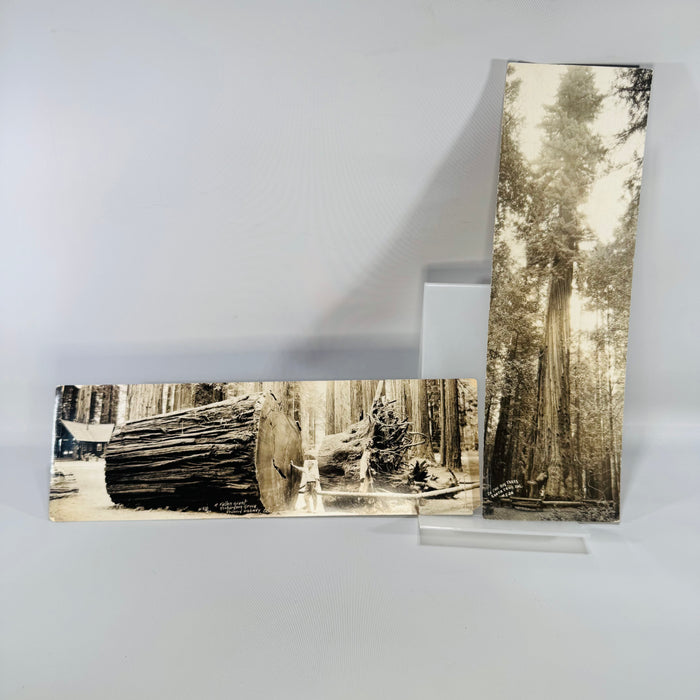 Two oversized vintage California redwood postcards in sepia tones—one tall giant tree view and one panoramic “Fallen Giant” log scene with visible 1941 written notes on back.