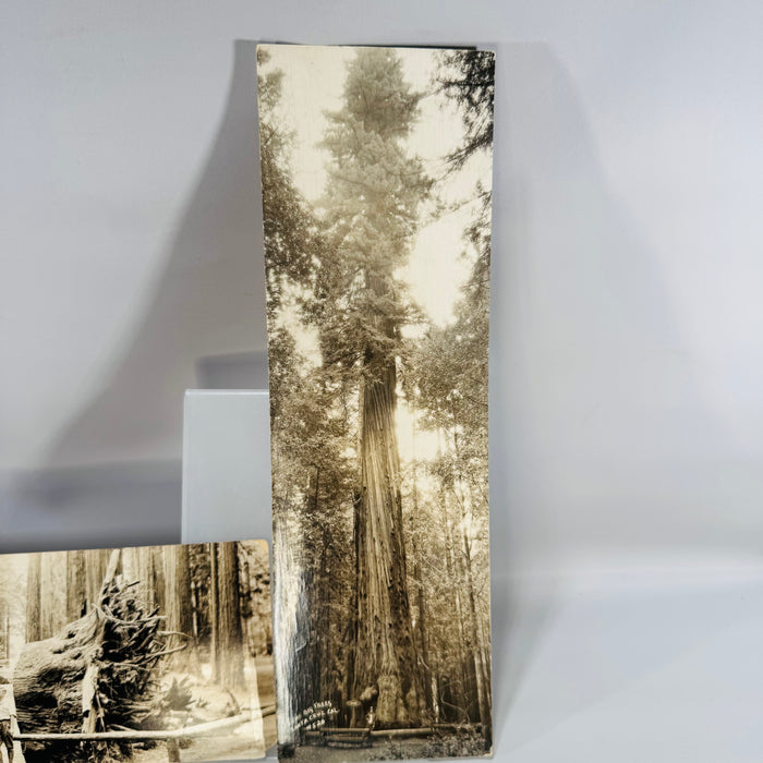 Oversized California Redwood Photo Postcards — Santa Cruz & Richardson Grove (c.1941) — Souvenir Ephemera Pair | Giant Trees, Travel Ephemera