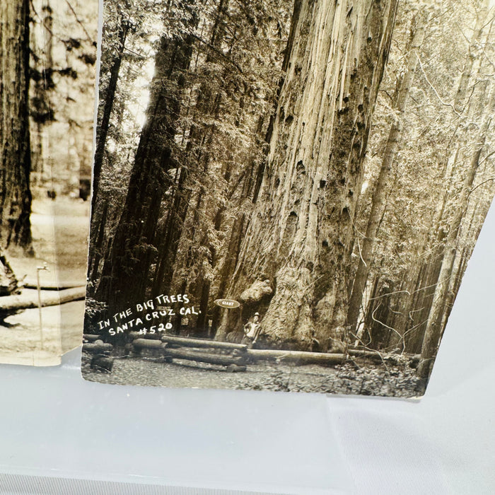 Oversized California Redwood Photo Postcards — Santa Cruz & Richardson Grove (c.1941) — Souvenir Ephemera Pair | Giant Trees, Travel Ephemera