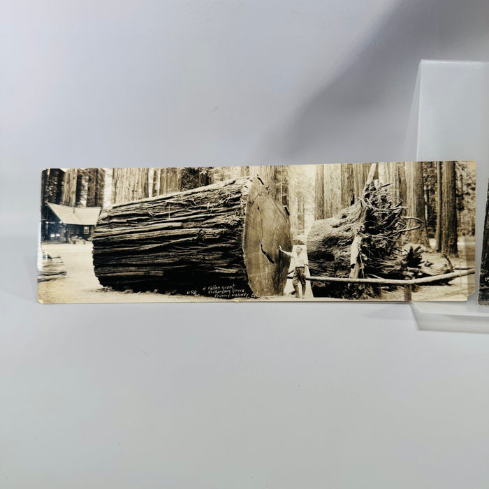 Oversized California Redwood Photo Postcards — Santa Cruz & Richardson Grove (c.1941) — Souvenir Ephemera Pair | Giant Trees, Travel Ephemera