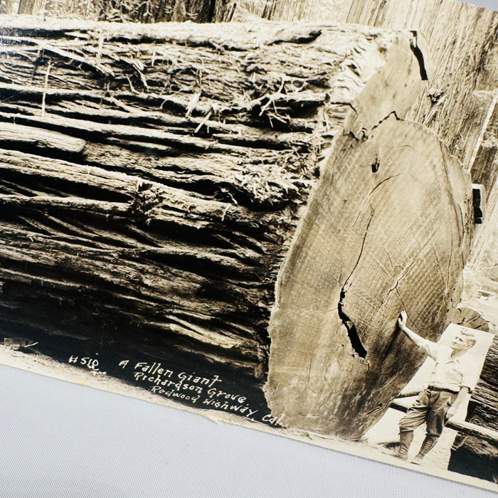 Oversized California Redwood Photo Postcards — Santa Cruz & Richardson Grove (c.1941) — Souvenir Ephemera Pair | Giant Trees, Travel Ephemera